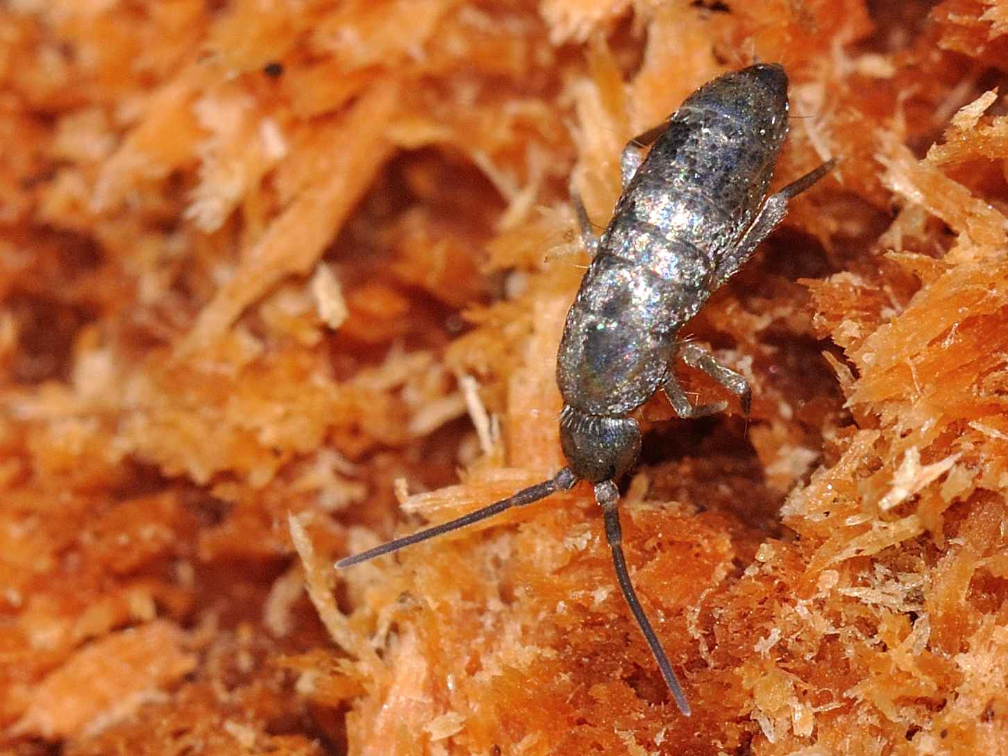 Tomoceridae - Tomocerus minor